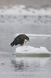 white-tailed sea eagle Haliaetus albicilla