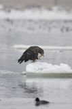 white-tailed sea eagle Haliaetus albicilla