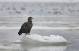 white-tailed sea eagle Haliaetus albicilla