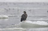 white-tailed sea eagle Haliaetus albicilla