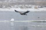 white-tailed sea eagle Haliaetus albicilla