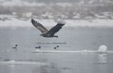 white-tailed sea eagle Haliaetus albicilla