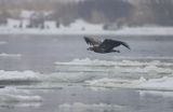 white-tailed sea eagle Haliaetus albicilla