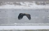 white-tailed sea eagle Haliaetus albicilla