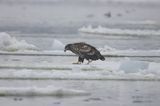 white-tailed sea eagle Haliaetus albicilla