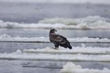 white-tailed sea eagle Haliaetus albicilla