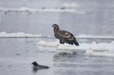 white-tailed sea eagle Haliaetus albicilla