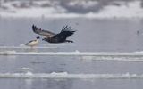 white-tailed sea eagle Haliaetus albicilla