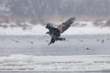 white-tailed sea eagle Haliaetus albicilla