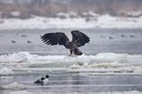 white-tailed sea eagle Haliaetus albicilla