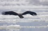 white-tailed sea eagle Haliaetus albicilla