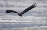 white-tailed sea eagle Haliaetus albicilla