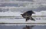 white-tailed sea eagle Haliaetus albicilla