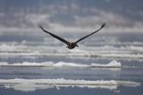 white-tailed sea eagle Haliaetus albicilla