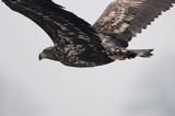 white-tailed sea eagle Haliaetus albicilla