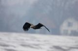 white-tailed sea eagle Haliaetus albicilla