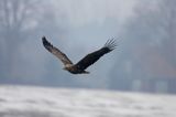 white-tailed sea eagle Haliaetus albicilla