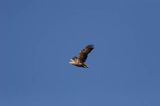 white-tailed sea eagle Haliaetus albicilla