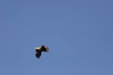 white-tailed sea eagle Haliaetus albicilla