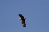 white-tailed sea eagle Haliaetus albicilla