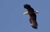 white-tailed sea eagle Haliaetus albicilla