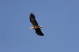 white-tailed sea eagle Haliaetus albicilla