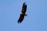 white-tailed sea eagle Haliaetus albicilla