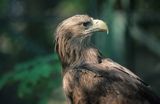 white-tailed sea eagle Haliaetus albicilla