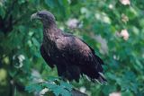 white-tailed sea eagle Haliaetus albicilla