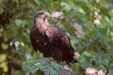 white-tailed sea eagle Haliaetus albicilla