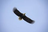 Bielik , Haliaetus albicilla, w locie, osobnik dorosły