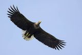 Bielik , Haliaetus albicilla, w locie, osobnik dorosły