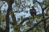 Bielik, Haliaetus albicilla