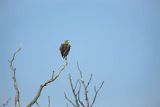 Bielik, Haliaetus albicilla