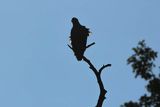 Bielik, Haliaetus albicilla