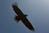 Bielik, Haliaetus albicilla