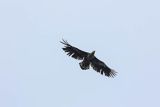 Bielik, Haliaetus albicilla, w locie
