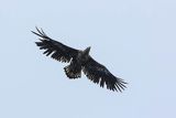 Bielik, Haliaetus albicilla, w locie