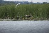 Bieliki, Haliaetus albicilla i śmeszka, Larus ridibundus