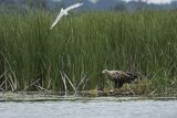 Bielik, Haliaetus albicilla i śmeszka, Larus ridibundus