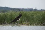 Bielik, Haliaetus albicilla