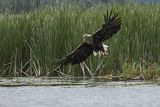 Bielik, Haliaetus albicilla