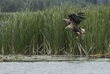Bielik, Haliaetus albicilla