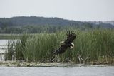 Bielik, Haliaetus albicilla