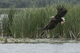 Bielik, Haliaetus albicilla