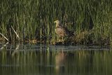 Bielik, Haliaetus albicilla