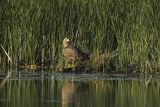 Bielik, Haliaetus albicilla