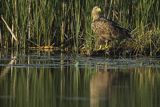 Bielik, Haliaetus albicilla