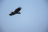 Bielik, Haliaetus albicilla, młodociany