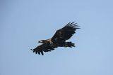 Bielik, Haliaetus albicilla